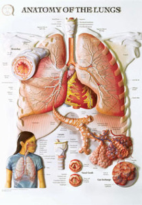 3D해부도(벽걸이)/BS103RR/폐 해부도(ANATOMY OF THE LUNGS)/54cm ⅹ 74cm