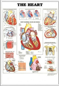 3D해부도(벽걸이)/9910/심장차트 ( THE HEART )/54cm ⅹ 74cm
