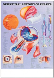 3D해부도( 벽걸이 )/ 9693 /눈의 구조/( STRUCTURAL ANATOMY OF THE EYE )/ 54cm ⅹ 74cm