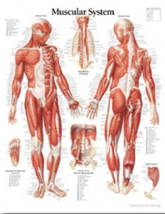 평면해부도(벽걸이) / 1100 /근육시스템/Muscular System
