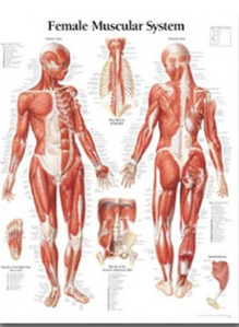 평면해부도(벽걸이) / 1101/여성근육 Female Muscular System