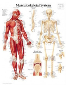 평면해부도(벽걸이) / 1102/근육과 골격시스템 Musculoskeletal System