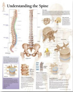 평면해부도(벽걸이)/ 1051/척추의 이해 Understanding the Spine