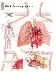 평면해부도(벽걸이)/ 1800 The Pulmonary System