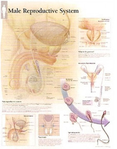 평면해부도(벽걸이) / 4000 /남성 생식시스템 Male Reproductive System