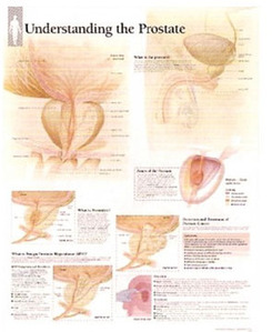 평면해부도(벽걸이)/ 4500 /전립선의 이해 Understanding The Prostate