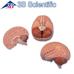 [3B] 2분리뇌모형(C15) / Brain,2 part / 2분리 뇌 모형**