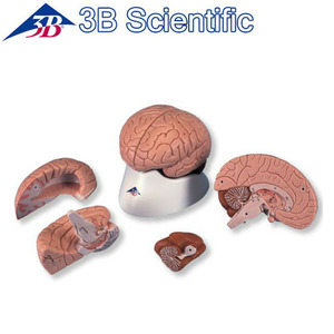 [3B] 4분리 고급뇌모형(C16) /Brain,4 part/Brain stem with temporal and occipital lobes**