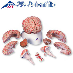 [3B] 9분리 뇌동맥 포함형 뇌모형 (C20) /측두엽,후두엽,뇌간,소뇌/Brain with Arteries,9 part/**
