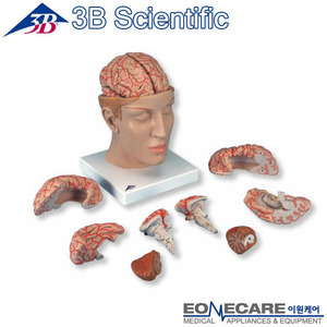 [3B]8부분 분리 동맥이 표현된 뇌모형 (C25 ) / Brain with Arteries on Base of Head, 8 part**