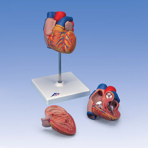[3B] 심장모형(G10) /heart model,2-part