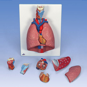 [3B] 7분리 호흡기계모형 (G15) Lung Model with larynx, 7 part