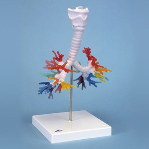 [3B]기관지 모형 (G23) /CT Bronchial Tree with Larynx