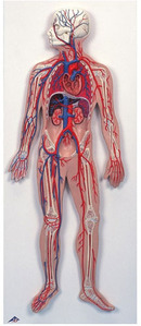 [3B] 혈관계모형 G30(80x30x6cm/3.4kg) ▶ Circulatory System 인체순환계 인체모형
