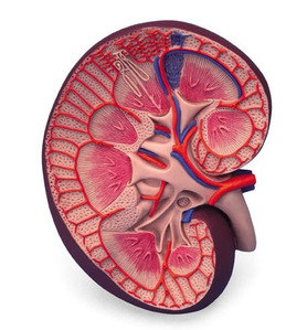 [3B] 3배확대 신장모형 K09(8.5x19x26cm/0.67kg) ▶ Basic Kidney Section, 3 times full-size