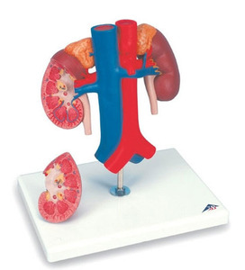 [3B] 2파트 혈관있는신장모형 K22/1(21x18x28cm/0.8kg) ▶ Kidneys with Vessels - 2 Part 인체모형