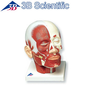 [3B] 머리근육모형 (VB127) Head Musculature