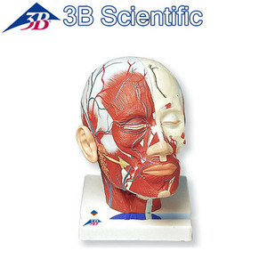 [3B] 혈관포함 얼굴근육모형 (VB128)