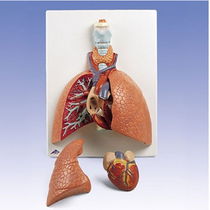 [3B] 5분리 폐모형 VC243 (Lung Model with larynx, 5 part)
