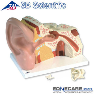 [3B] 3분리 대형 귀모형 (VJ513) Giant Ear, 5 times full-size, 3-part