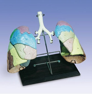 W47029 고급형폐모형 / Segmented Lung Reproduction