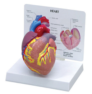 [GPI] 심장모형 (2 part) / G2500 / 심장구조모형