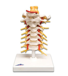 [3B] 경추모형(A72)/ Cervical Spinal Column