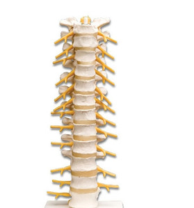 [3B] 흉추모형(A73) / Thoracic Spinal Column