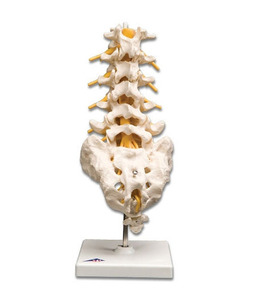 [3B] 요추(A74)/ Lumbar Spinal Column