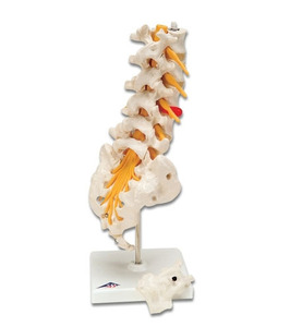 [3B] A76/5 요추모형 / Lumbar Spinal Column with dorso