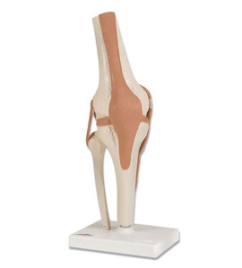 [3B]독일 무릎관절 모형(A82) / functional knee joint