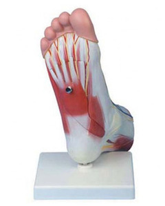 GI1027A / Regional Anatomy of Foot/발모형