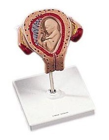 [3B] 3개월태아(L10/3)/임신출산교육