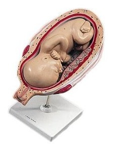 [3B] 7개월 태아(L10/8)/임신출산교육 성교육자료/청소년 성교육