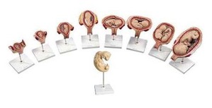[3B] 태아발달모형 9p(L11) /임신출산교육