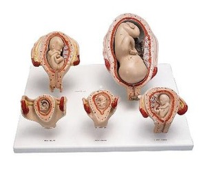 [3B] 태아발달모형(L11/9)/임신출산교육