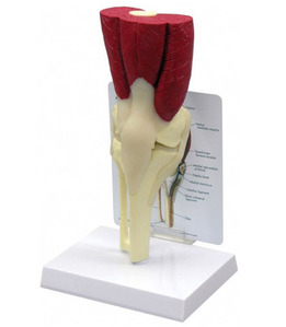 (미국GPI) 무릎관절근육모형(G106)/ Muscled Knee 106