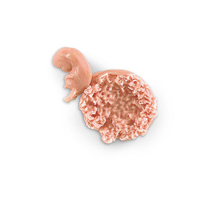 [SY] LF00707 7-8주 태아모형 출산모형 임신태아모형 산부인과모형