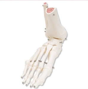 [3B] 발과 발목골격모형(A31) 좌우랜덤