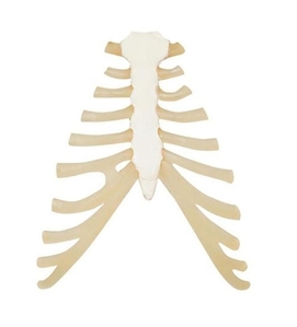 [3B] 늑골 연골조직 포함 흉골모형(A69)