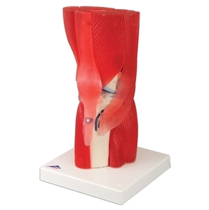 [3B] 무릎관절근육모형(A882)