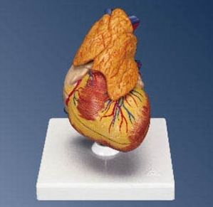 [3B] 흉선이있는 심장모형 G08/1(20x12x12cm/0.48kg) ▶ Classic Heart with Thymus, 3 part