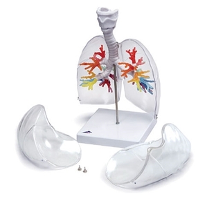 [3B] 후두있는기관지, 투명한 폐모형 G23/1(22x18x37cm/1.9kg) ▶ CT Bronchial Tree with Larynx and Transparent Lungs