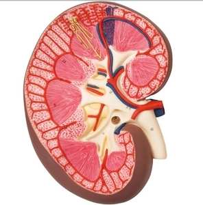 [3B] 3배율 신장단면모형 K10(33x20x10cm/1kg) ▶ Kidney Section, 3 times full-size