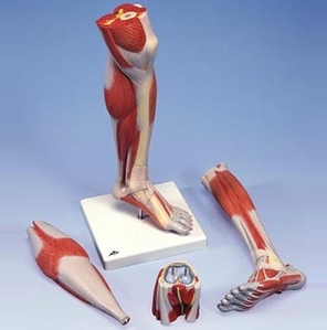 [3B] 고급 다리근육 모형 (M22)